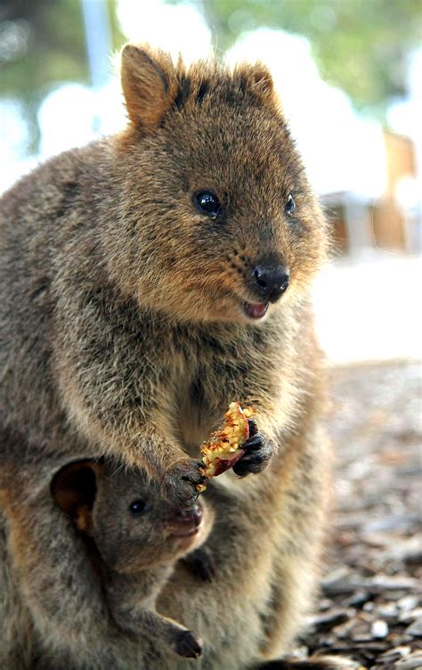 Baby quokkas will live in the safety of their mother's pouch for 6 ...