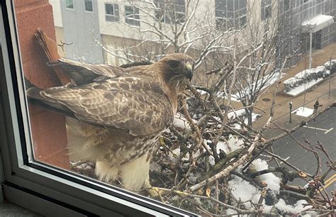 Hawk Watch: Livestream Life Inside NJIT's Rare Red-Tailed Hawk Nest