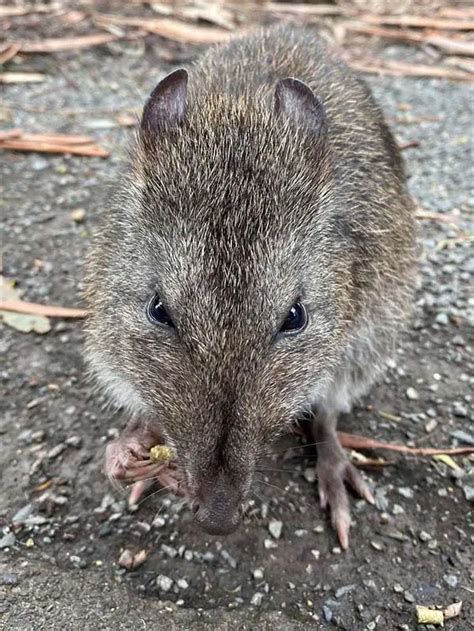 Long-Nosed Potoroo | The Animal Facts | Appearance, Diet, Behavior