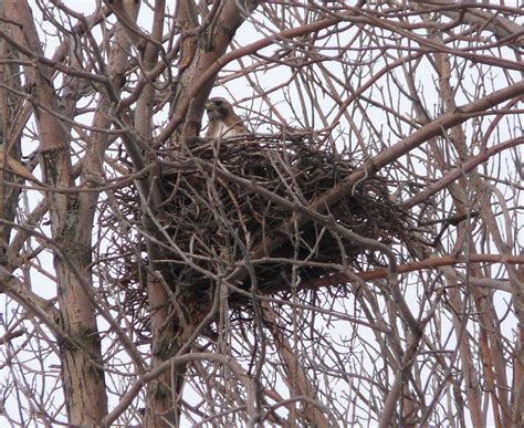 ~Red-tail Hawk Daily Nest Check~ | ~Sage~ | Flickr