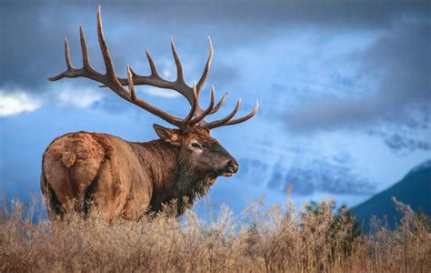 10 Fascinating Facts About Elk