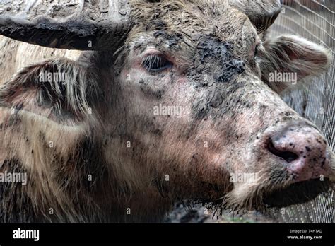 Dirty cow hi-res stock photography and images - Alamy