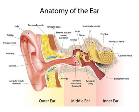 Anatomy of the Ear | AudioCardio