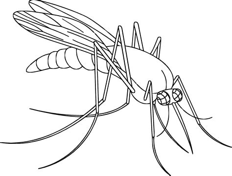 Mosquito Drawing at GetDrawings | Free download