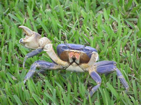 FLORIDA BLUE CRAB