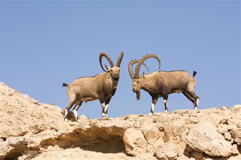 Wild Animals to Look Out for When Touring Israel