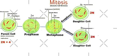 "Mitosis - Somatic cell division." by ikshvaku | Redbubble