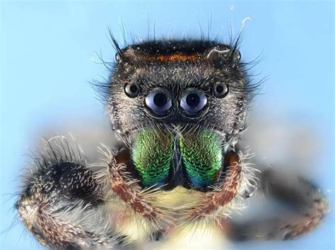 Nature up close: Spiders! - CBS News