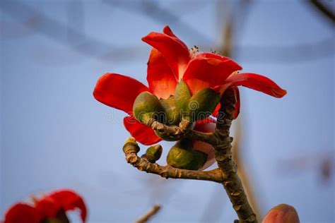 Close-up Cotton Flower Flowering, Flowers Pod Shimul Red Silk Cotton ...