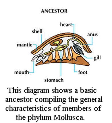 Mollusca (Mollusks) - DIGESTIVE SYSTEM IN PHYLUMS