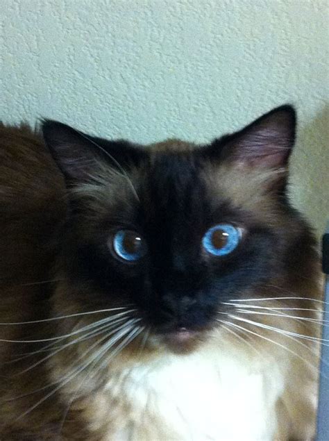 Beautiful blue eyes Birman cat Beautiful Blue Eyes, Beautiful Cats ...