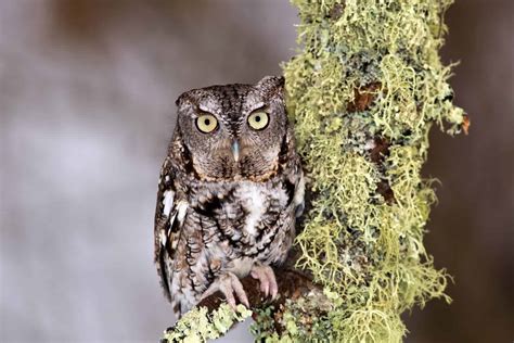 Owls In Alabama: 7 Species To See In The Heart Of Dixie