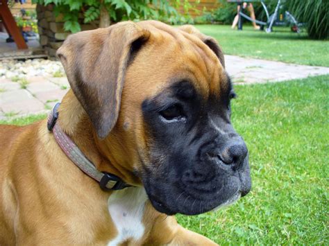 Boxer Puppy | Copyright-free photo (by M. Vorel) | LibreShot