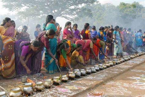 Photo Gallery: 13 Pongal Festival Pictures in Tamil Nadu