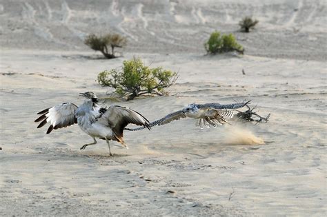 Gyrfalcon hunting | Birds of prey, Birds, Animals