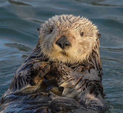 File:Sea Otter (Enhydra lutris) (25169790524) crop.jpg - Wikimedia Commons