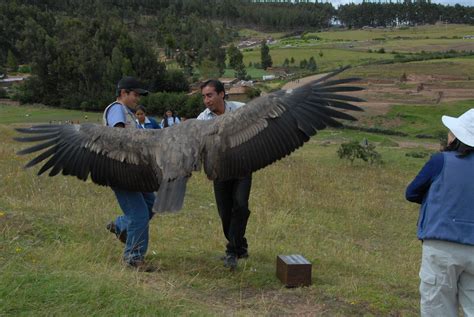 Andean Condor Wingspan