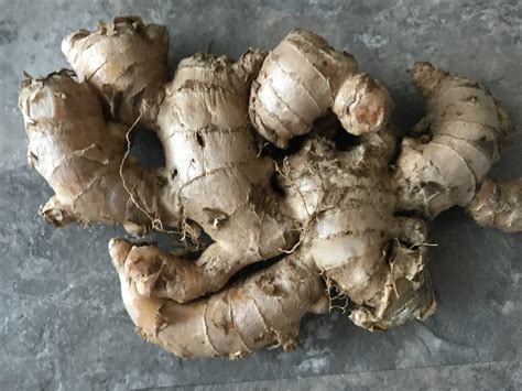 Growing Edible Ginger - Gingerwood Nursery