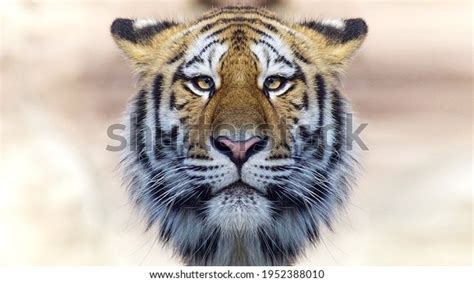 Close Portraits Roaring Bengal Tiger Stock Photo 1952388010 | Shutterstock