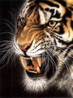 Tiger Roaring Tumblr Gif