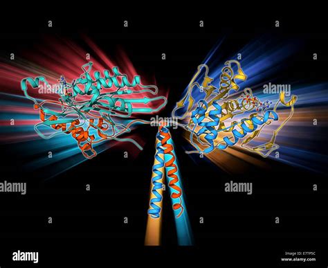 Kinesin motor proteins hi-res stock photography and images - Alamy