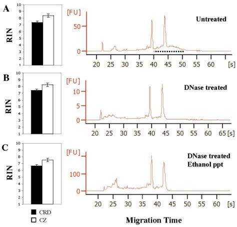 RNA integrity of untreated, DNase treated and DNase/ethanol ...