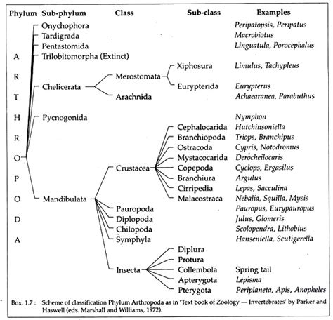 Phylum Arthropoda: Features and Classification (With Diagram)