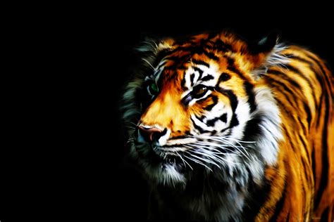 🔥 [50+] Tiger Wallpapers for Laptops | WallpaperSafari