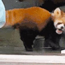 Cute Red Panda Gif