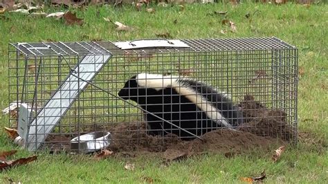 How to Remove Skunk from Havahart Trap from a Safe Distance! - YouTube