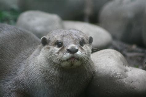 Giant Otter by SueSnaps on DeviantArt