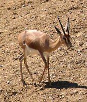 Dorcas gazelle - pictures and facts