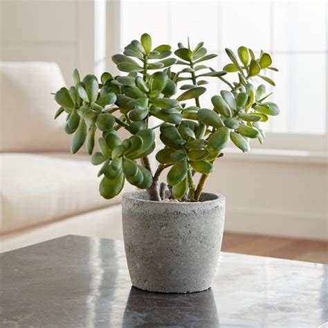 Jade Plant Care in India | How To Take Care of Jade Plant