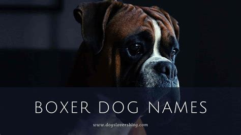 + 600 Best Boxer Dog Names - The Ultimate List!