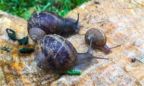 Snail Poop: Everything You've Ever Wanted to Know - A-Z Animals