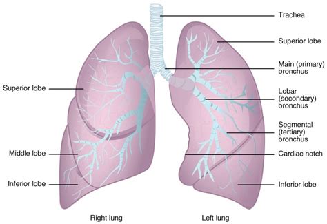 Anatomy and Physiology of Lungs - Solution Parmacy