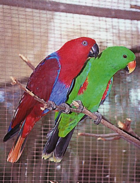 Breeding-Pr.-of-Australian-Eclectus. | Eclectus Parrots