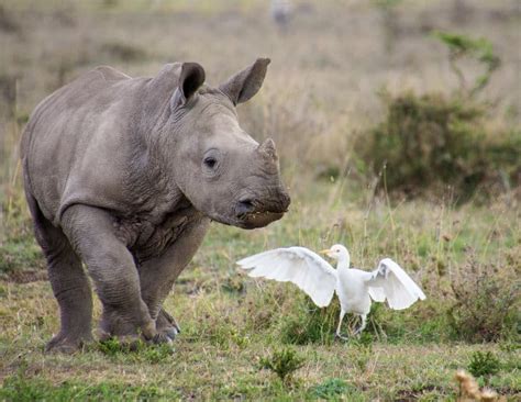 Baby Rhino Facts: Africa's Heart-Warming Herbivores