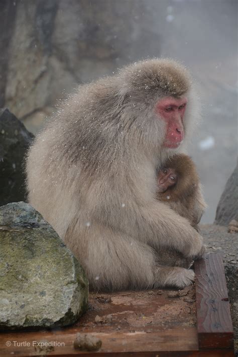 Turtle Expedition » Japan #6 – Snow Monkeys – December 2014