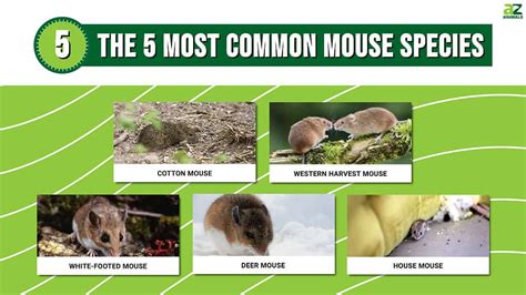 Types Of Mice: The 5 Most Common Mouse Species - AZ Animals