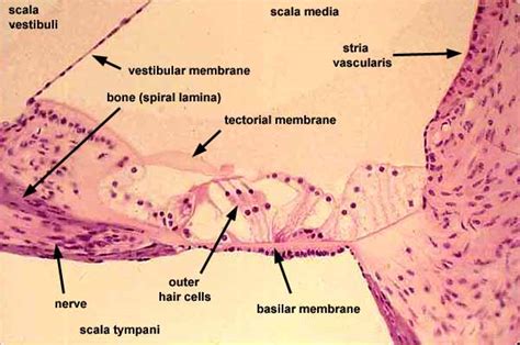 Histology at SIU