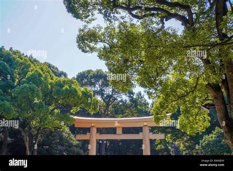 Renovated torii gate at Meiji Jingu. Meiji Shrine located in Shibuya ...