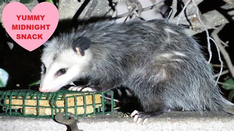 California Opossum eating at bird feeder ~ What do opossums eat ...