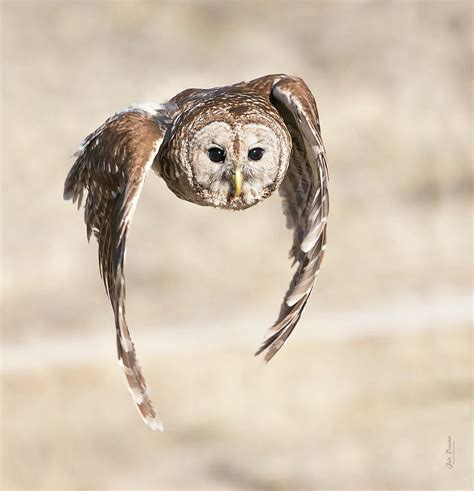 Barred Owl Flight Photograph by Judi Dressler - Pixels