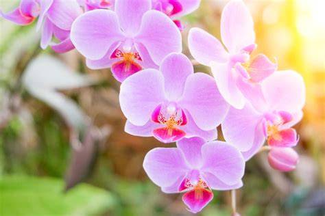 The Prettiest Phalaenopsis Orchid Hybrids - Orchid Republic