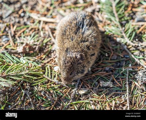 A closeup of a Common vole on the ground with a blurry background ...