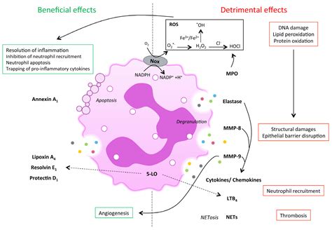 JCM | Free Full-Text | The Dual Role of Neutrophils in Inflammatory ...