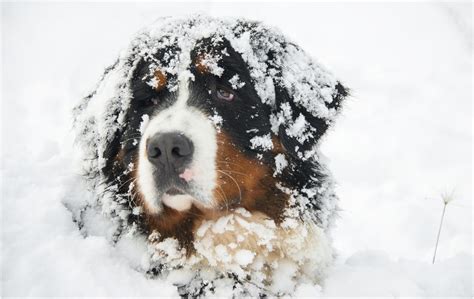 Cute Photos of Dogs in the Winter | POPSUGAR Pets Photo 23