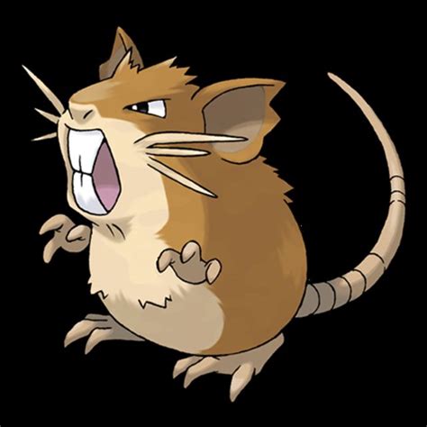 Rat: Rat Pokemon