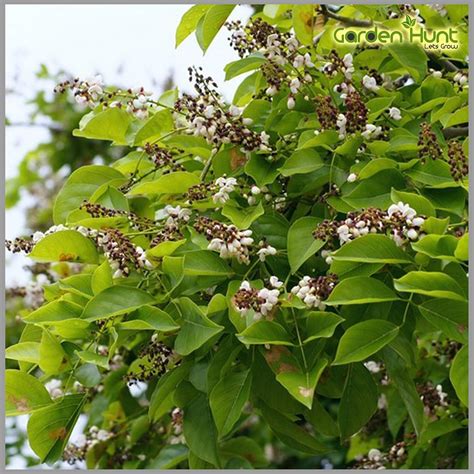 Gardenhunt Pongamia Pinnata, Karanj Tree Seeds (Pack Of 15 Seeds ...